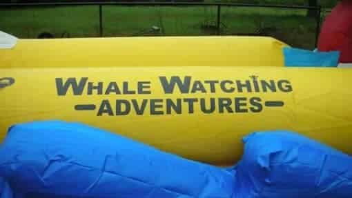 whally-the-whale-water-slide-3